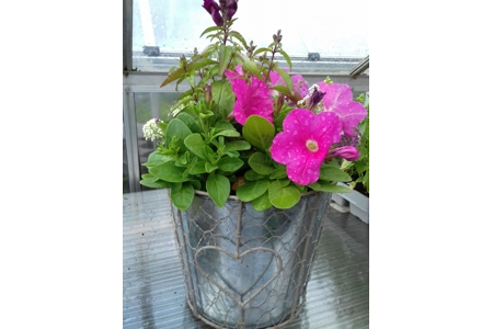 Pail Planter & Flowers Pail Planter & Flowers