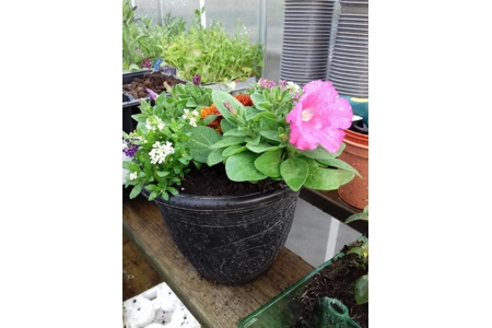 Alhambra Planter & Seasonal Plants Alhambra Planter & Seasonal Plants