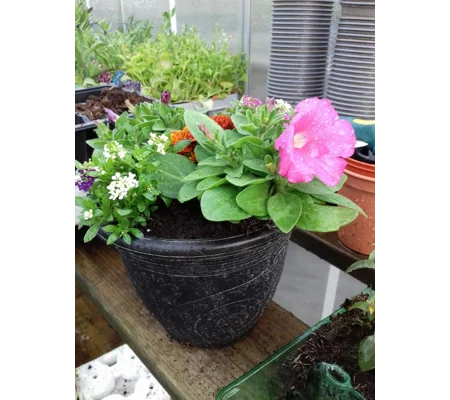 Alhambra Planter & Seasonal Plants