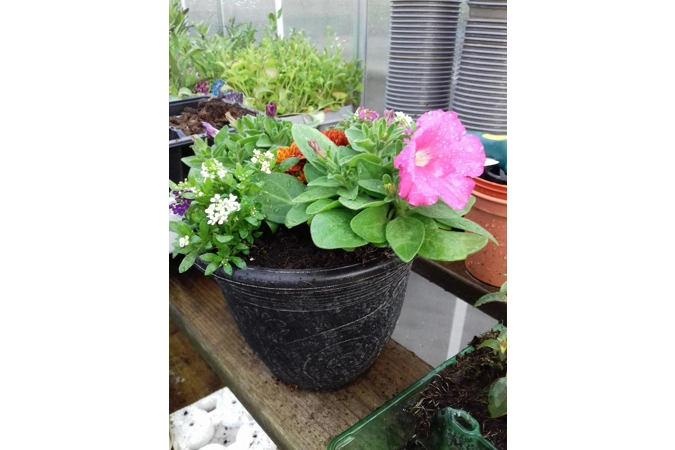 Alhambra Planter & Seasonal Plants