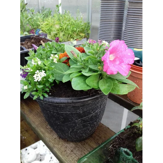 Alhambra Planter & Seasonal Plants