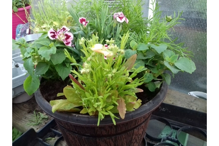 Cask Planter with Band 25cm