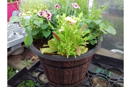 Cask Planter with Band 25cm