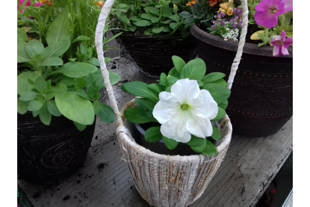 Banana Leaf Basket & Flower Banana Leaf Basket & Flower
