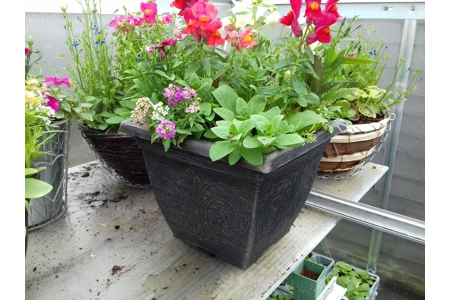 Square Planter with Summer Plants