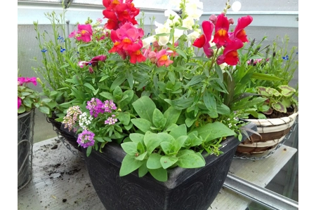 Square Planter with Summer Plants