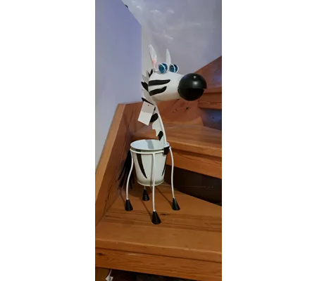 Zebra plant Pot