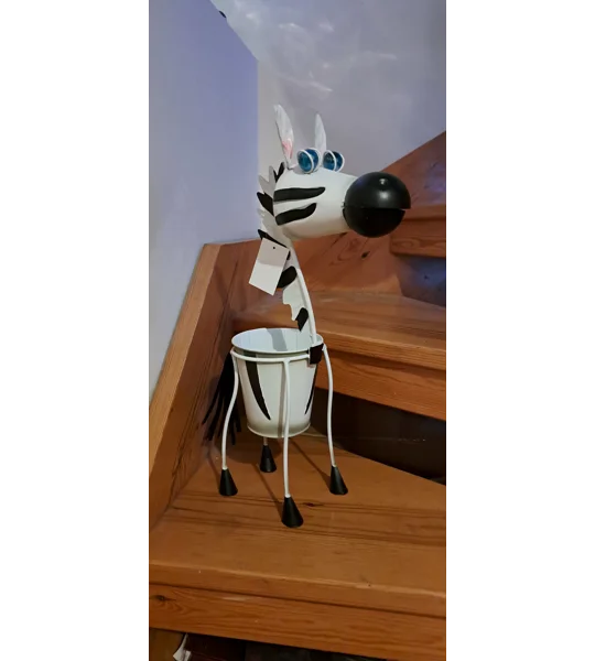 Zebra plant Pot