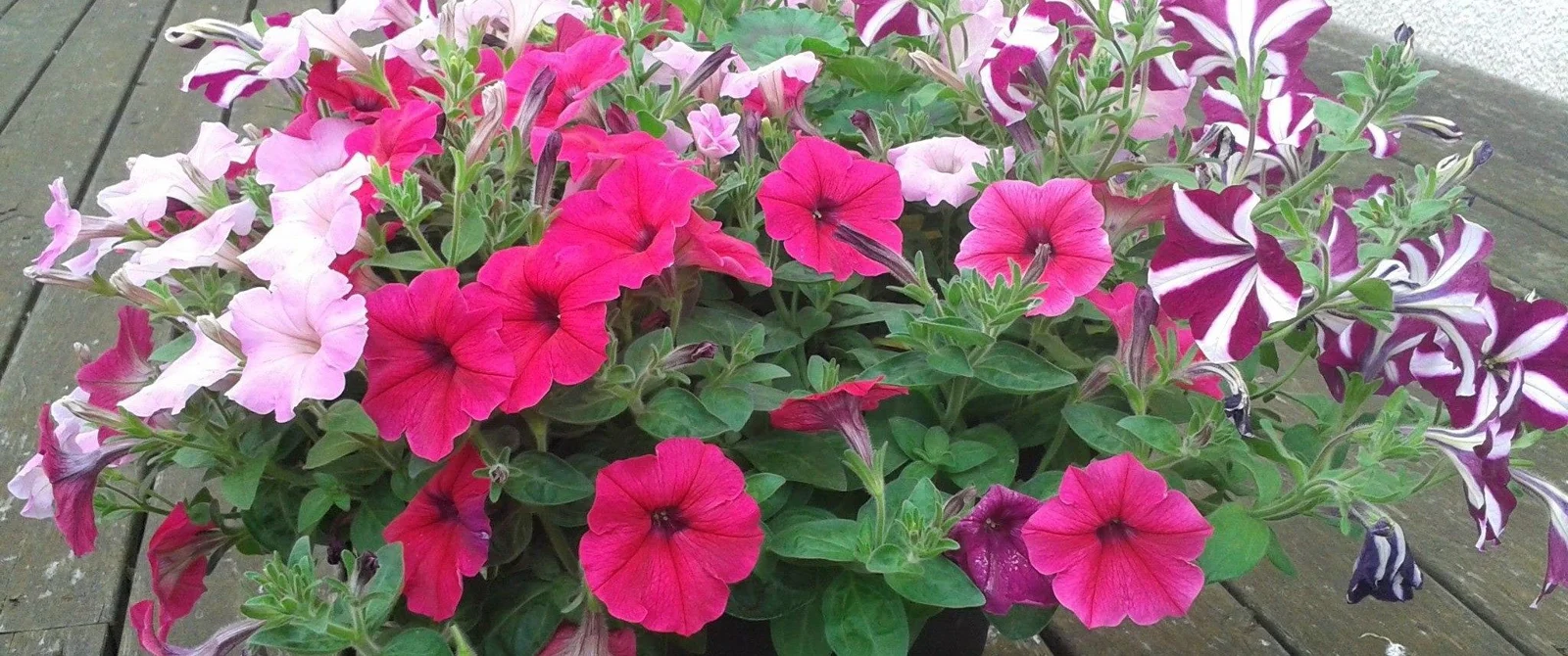 Petunias in bloom