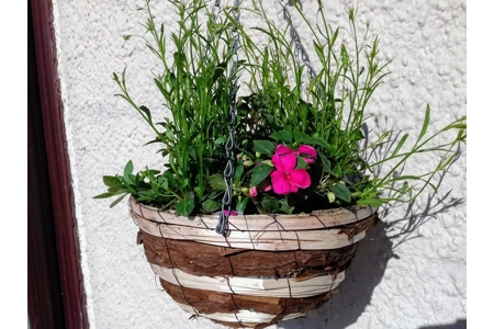 Pre-planted Hanging Baskets (With Seasonal plants) Pre-planted Hanging Baskets (With Seasonal plants)