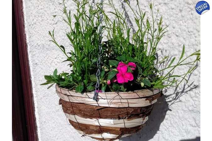 Pre planted hanging baskets near deals me