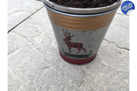 2 x Tin Pail Tartan Reindeer