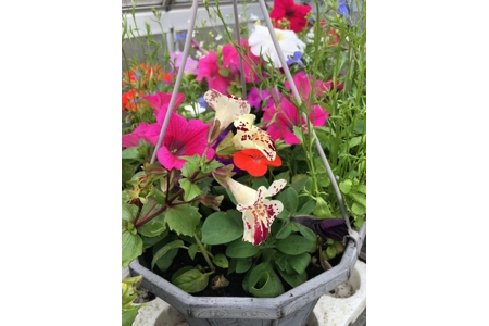Planted Calista Hanging Baskets (With Seasonal Plants)