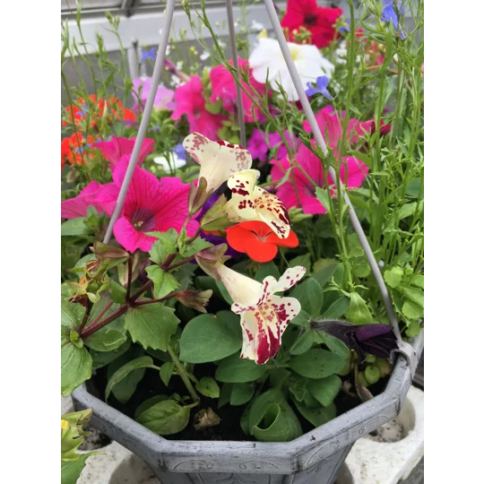 Planted Calista Hanging Baskets (With Seasonal Plants)