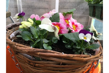 Pre-planted Hanging Baskets .. Pre-planted Hanging Baskets ..