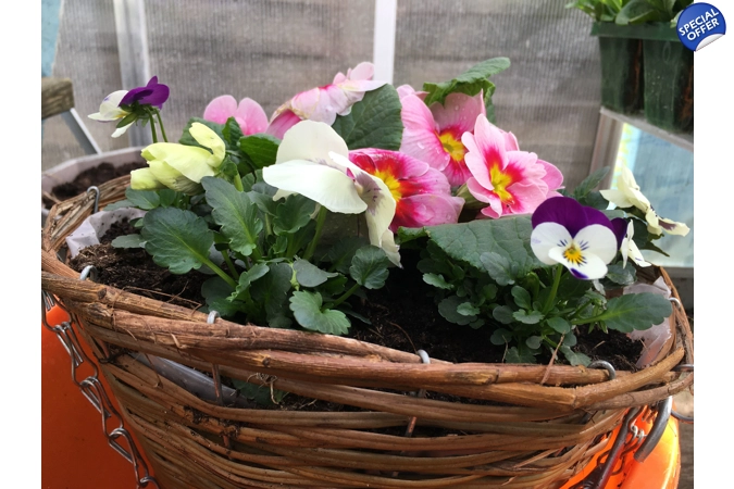 Pre-planted Hanging Baskets (With Seasonal plants) Pre-planted Hanging Baskets (With Seasonal plants)