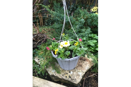 Planted Calista Hanging Baskets (With Seasonal Plants)