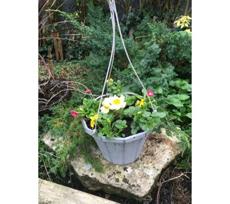 Planted Calista Hanging Baskets (With Seasonal Plants)