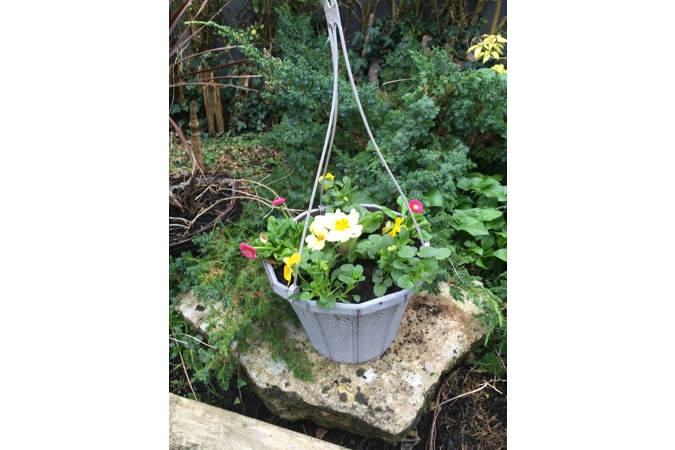 Planted Calista Hanging Baskets (With Seasonal Plants)