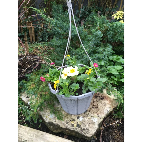 Planted Calista Hanging Baskets (With Seasonal Plants)