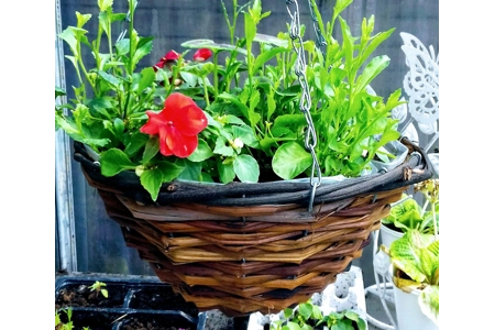 Pre-planted Hanging Baskets (With Seasonal plants) Pre-planted Hanging Baskets (With Seasonal plants)