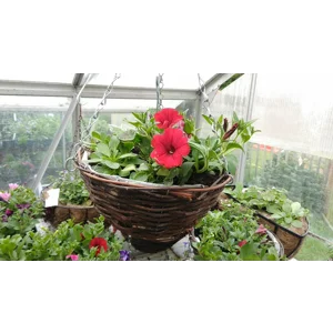 Pre-Planted Hanging Baskets