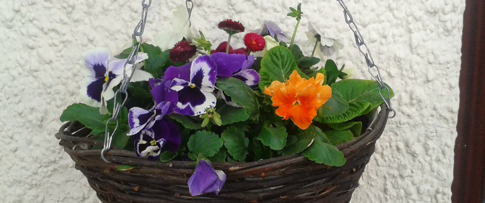 Hanging basket planted with pansies