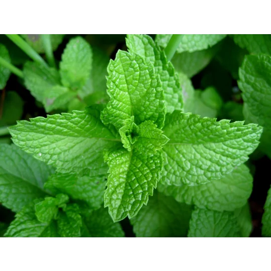 Magnesium Mint Foot Cream