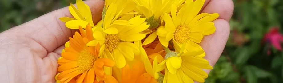 gathering calendula flower