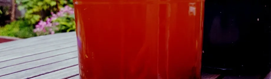 Infused St John's Wort, ingredient in the Tingly Herbal Lip Balm