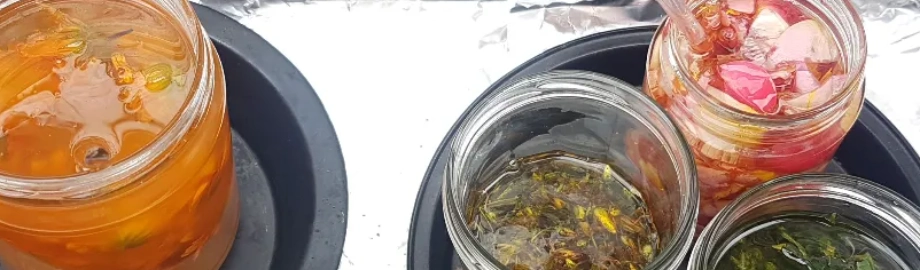 Infusing oils in the solar cooker