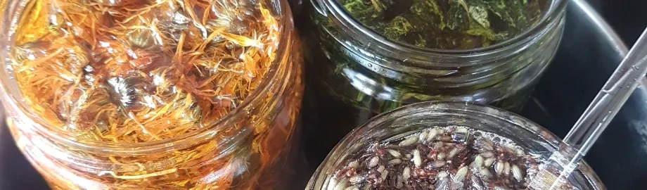 infusing calendula, comfrey and lavender