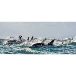 Mammal sound frequency