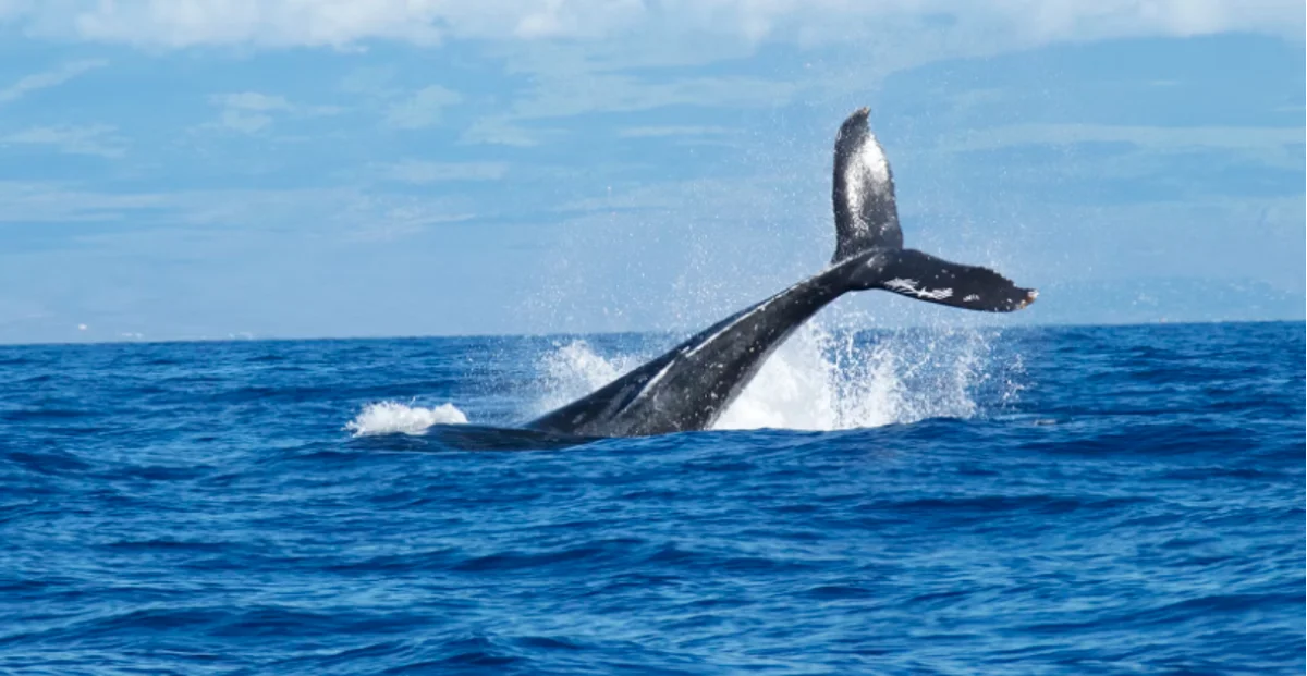 Whale watching