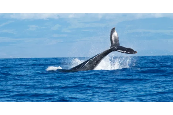 Whale watching