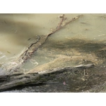 Ταμπακόνερο