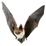 Κοκκαλάκι νυχτερίδας Κοκκαλάκι νυχτερίδας