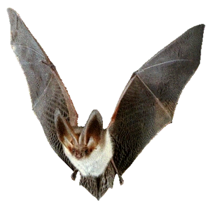 Κοκκαλάκι νυχτερίδας