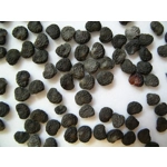 Τατουλα σποροι