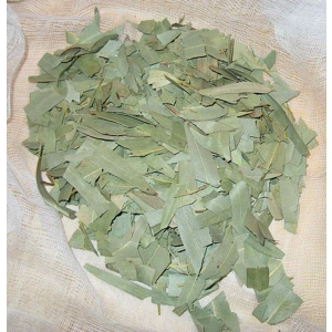 Ευκαλυπτος φύλλα