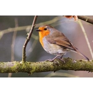 Robin and Wren traditional nest box. blue and white.