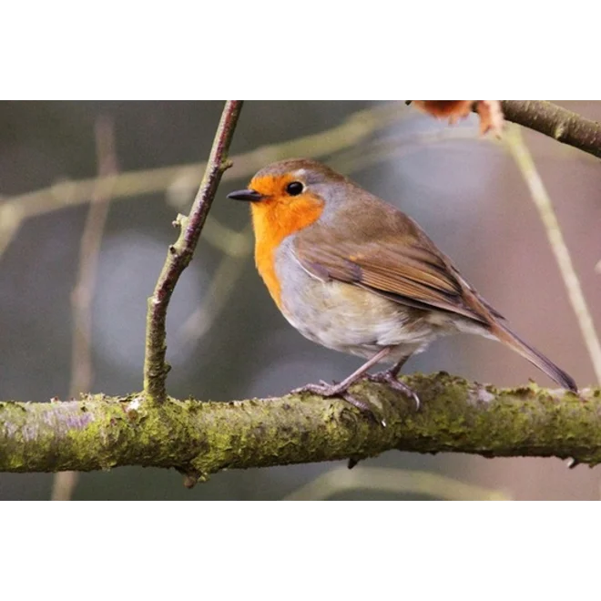 Additional Image for Robin and Wren traditional nest box. blue and white.