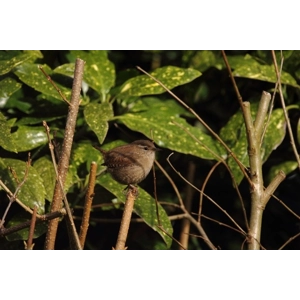 Robin and Wren traditional nest box. blue and white.