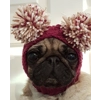 pug dog bobble hat