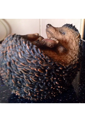 Cute laying hedgehog