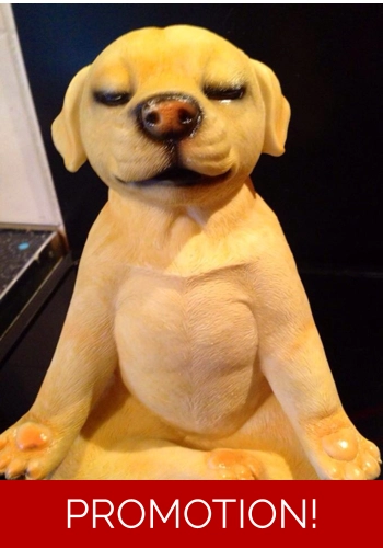 Yoga dog 2