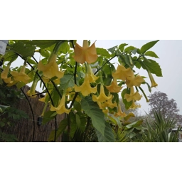 Brugmansia Charles Grimaldi sold out