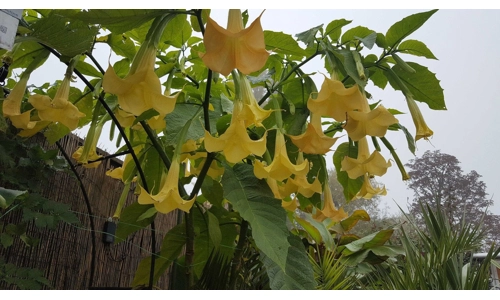 Brugmansia Charles Grimaldi sold out
