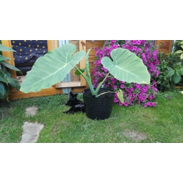 Colocasia Thai Giant