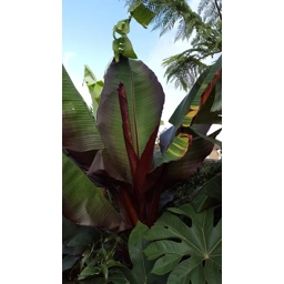 Ensete Maurelii